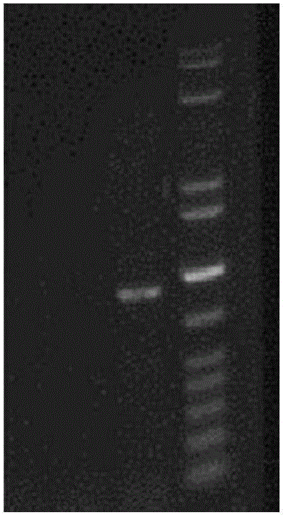 Screening and application of marine schizophyllum commune strain