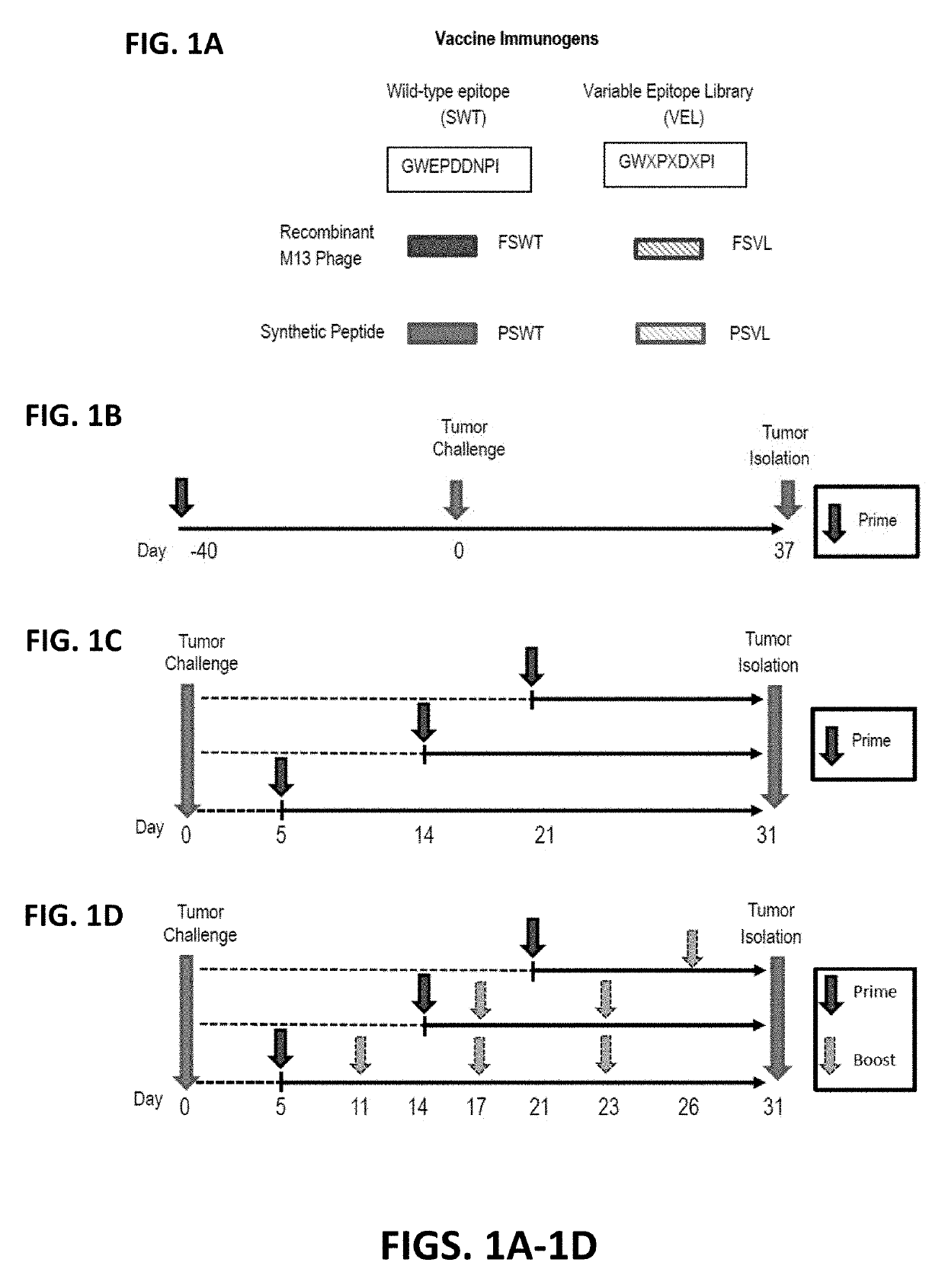 Variable epitope library compositions and methods of therapeutic and prophylactic use