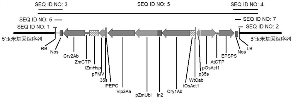 Transgenic maize event LP007-1 and detection method thereof