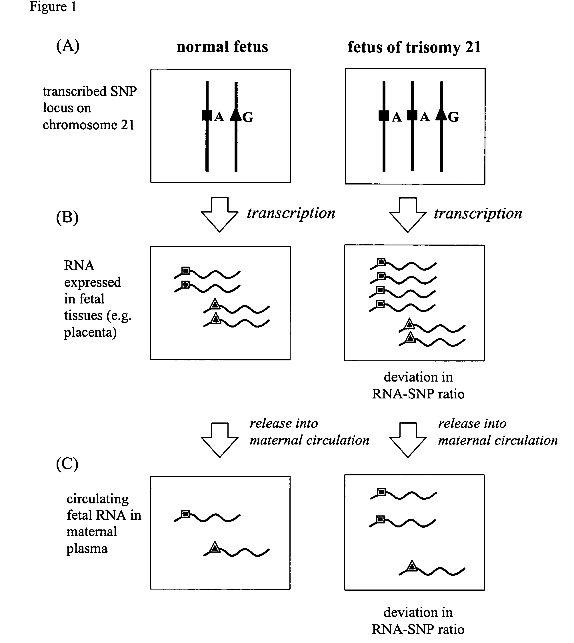 Method for the detection of chromosomal aneuploidies