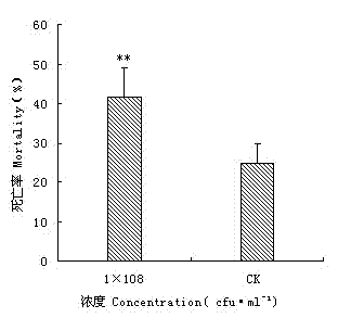 Serratia marcescens strain separated from phyllotreta striolata fabricius and applications thereof