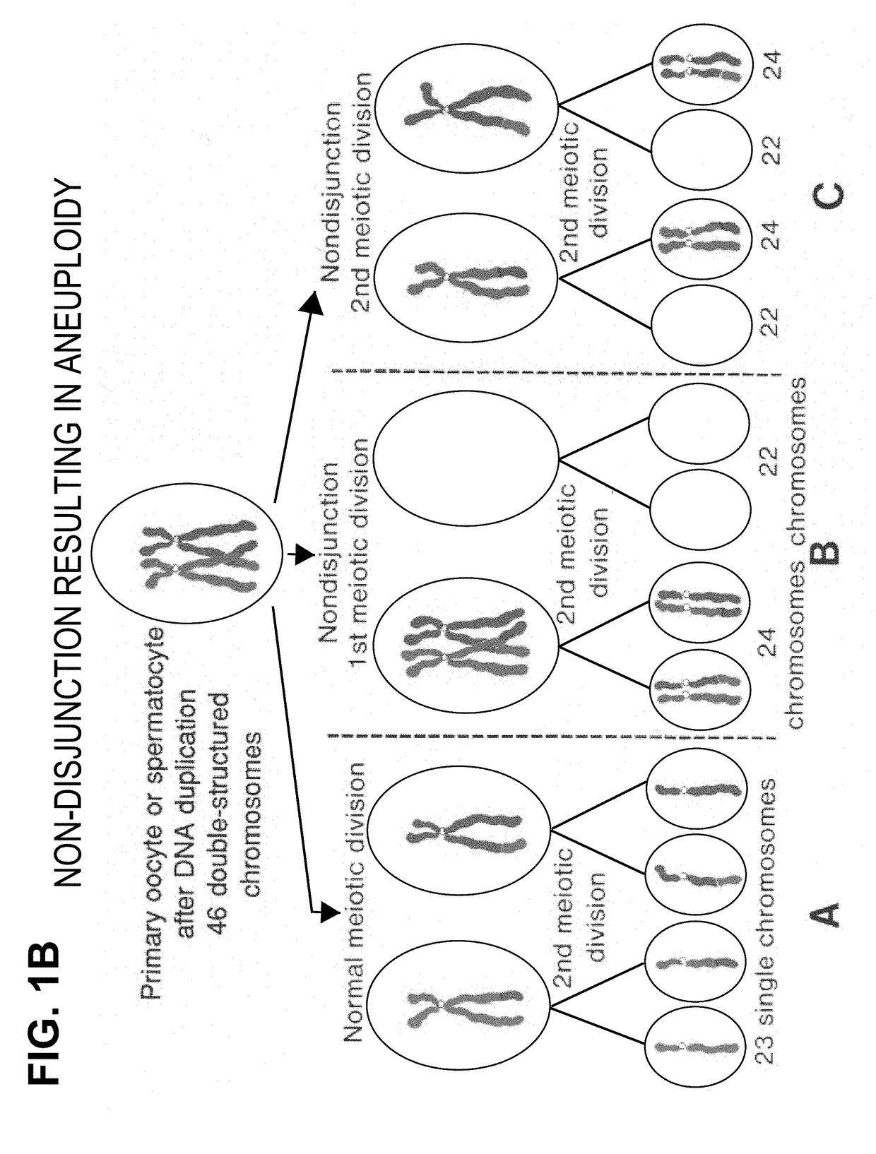 Chromosomal analysis by molecular karyotyping