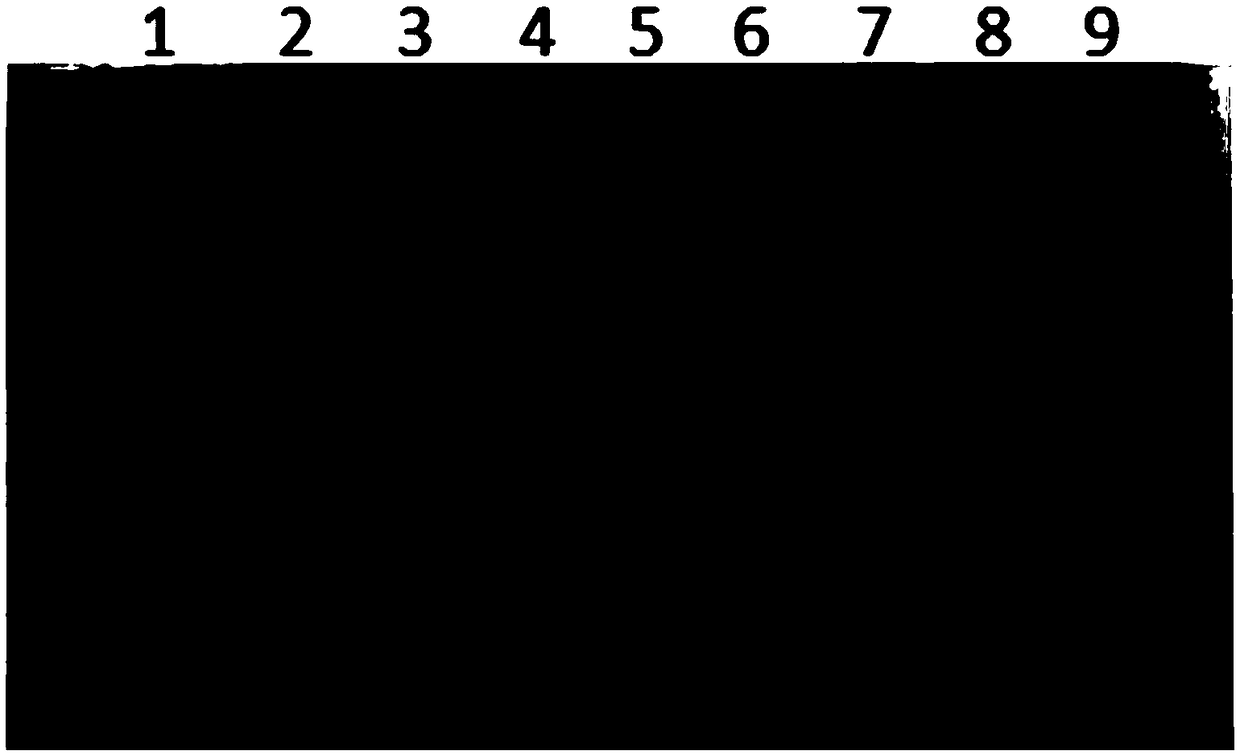 Expression purification method for HBcAg