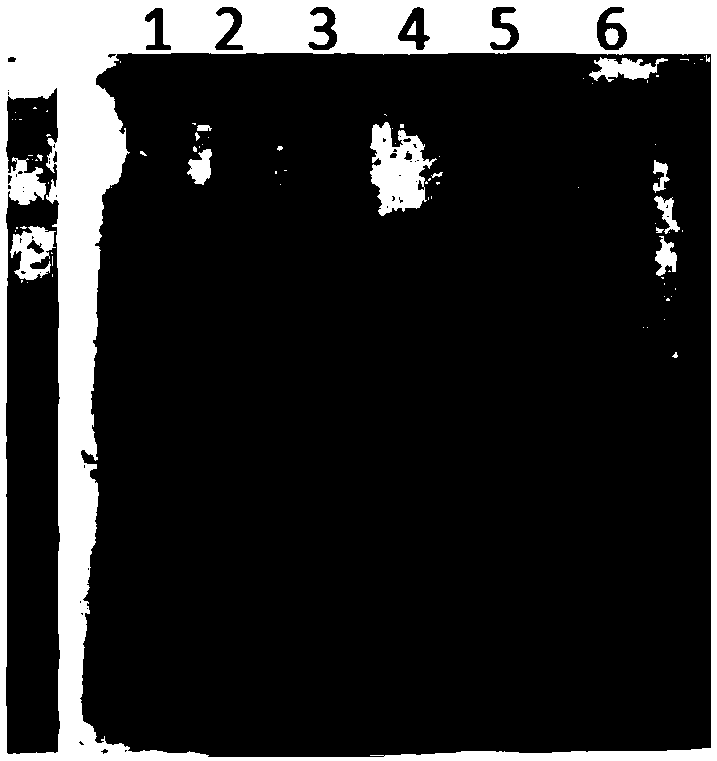 Expression purification method for HBcAg