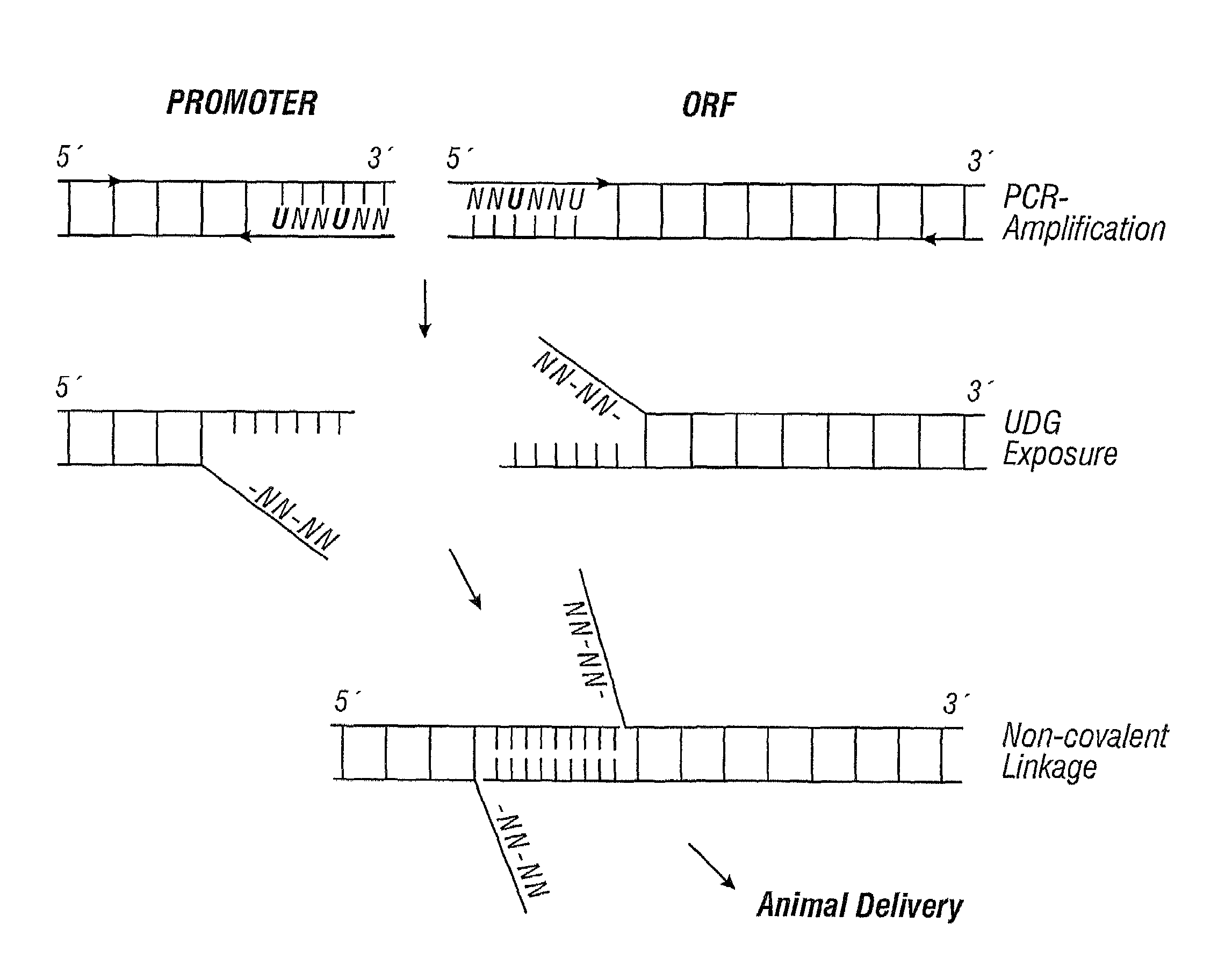 Linear and circular expression elements