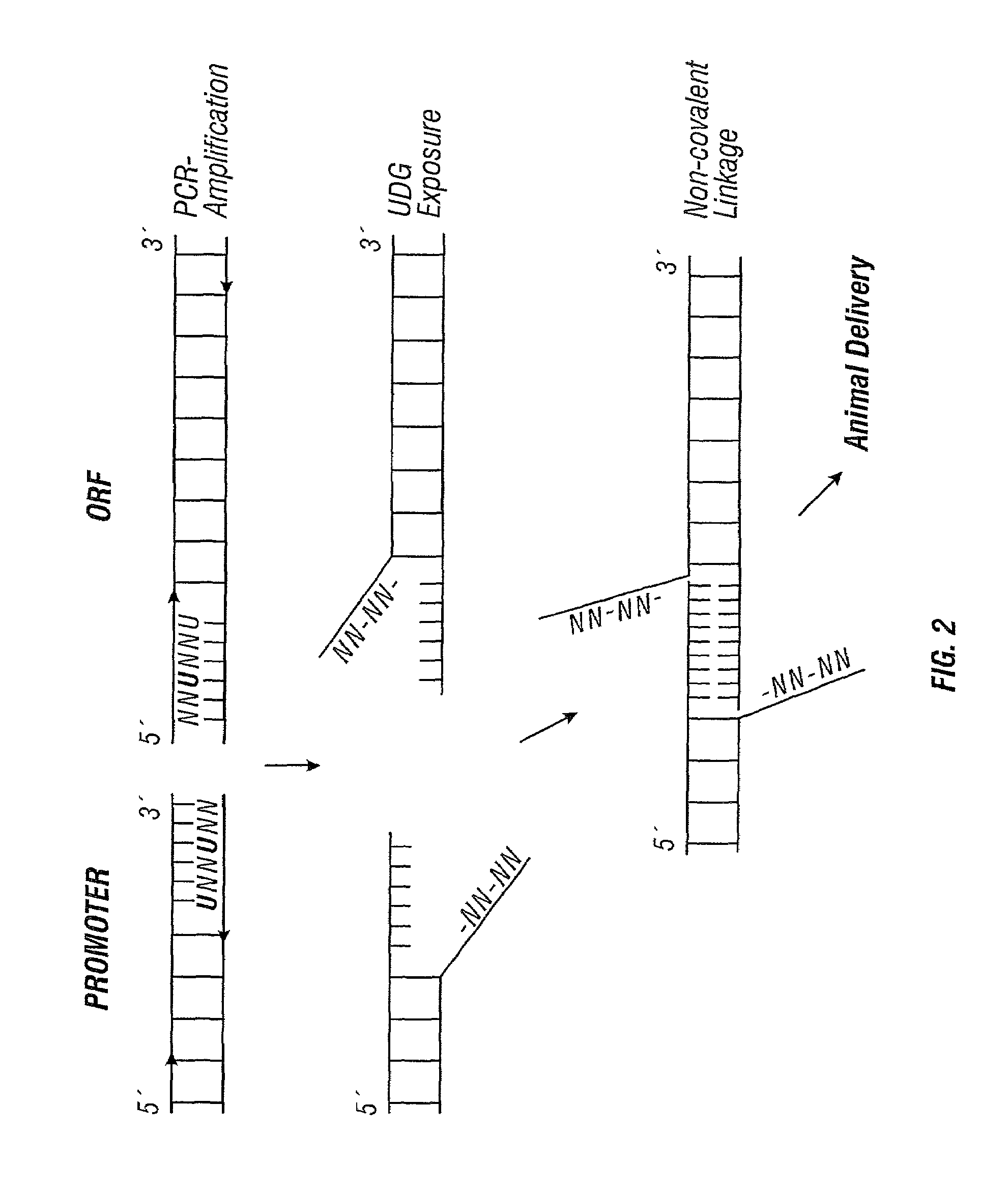 Linear and circular expression elements