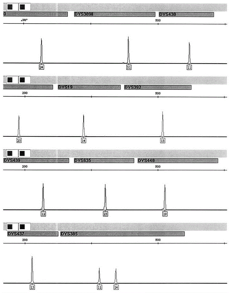 Multiplex Amplification Kit for 20 Y Chromosome Short Tandem Repeats