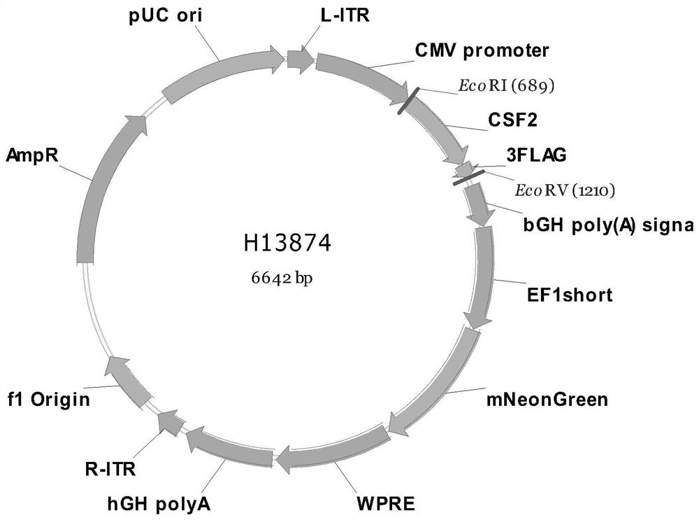 Construction method of humanized immune system mouse with myeloid immune cells