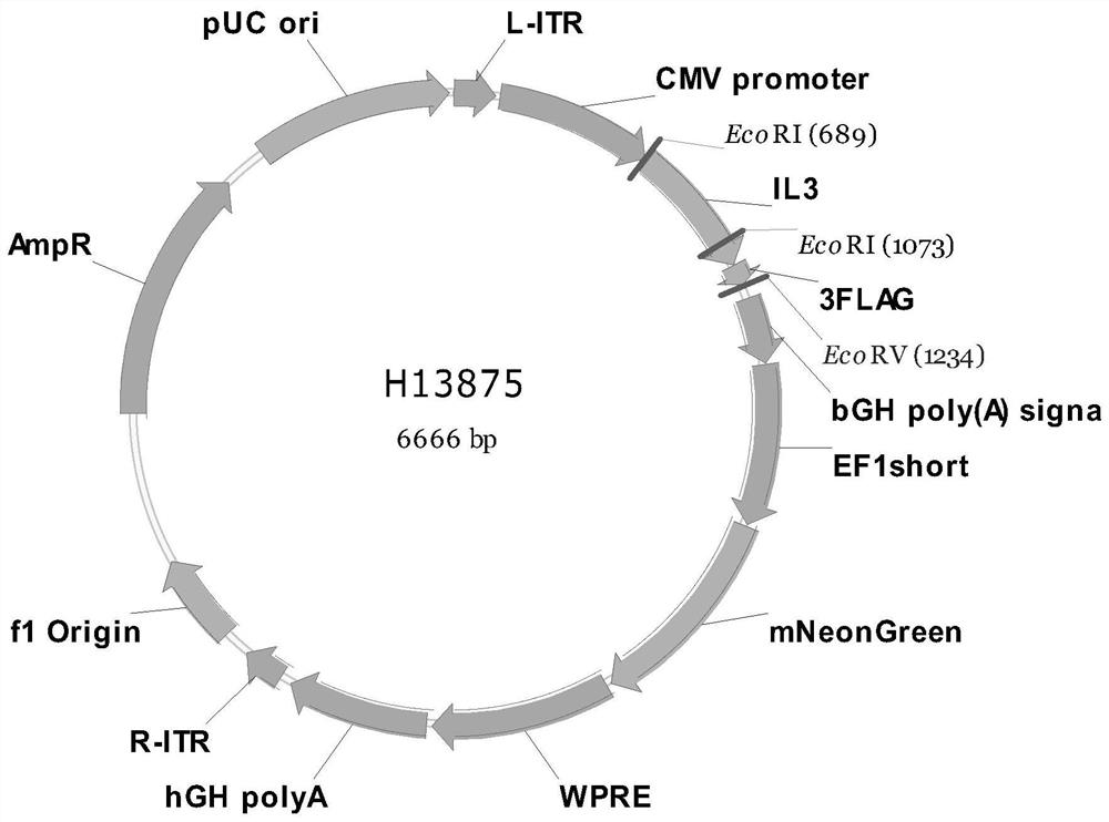 Construction method of humanized immune system mouse with myeloid immune cells