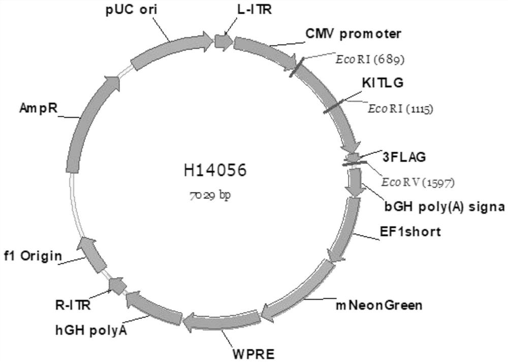 Construction method of humanized immune system mouse with myeloid immune cells