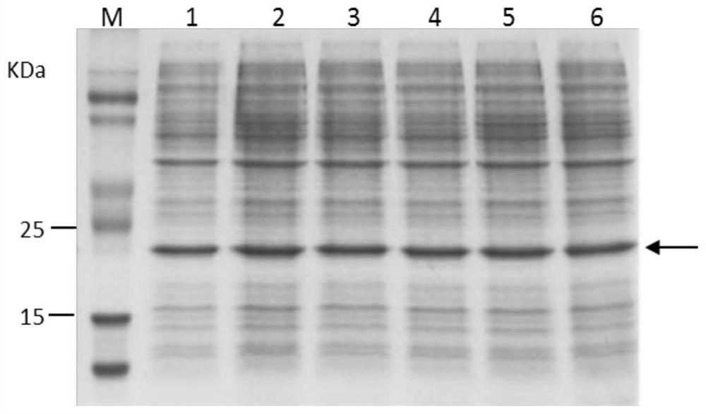 Recombinant human growth hormone and its encoding gene, preparation method and application