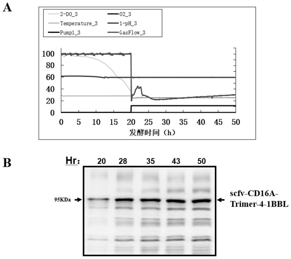 Bispecific NK cell agonist as well as preparation method and application thereof