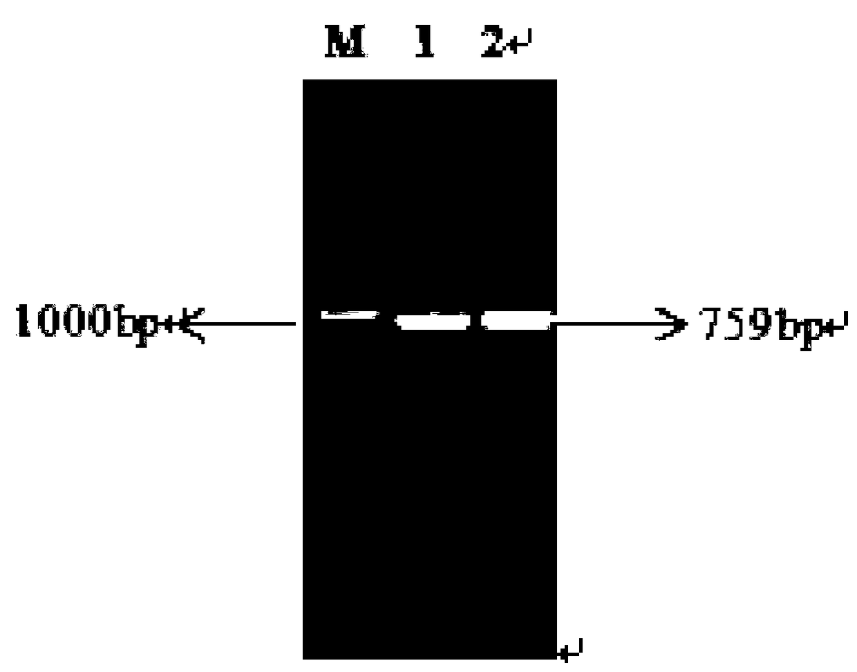 A method for preparing (2s, 3r)-2-benzamidomethyl-3-hydroxybutyric acid methyl ester