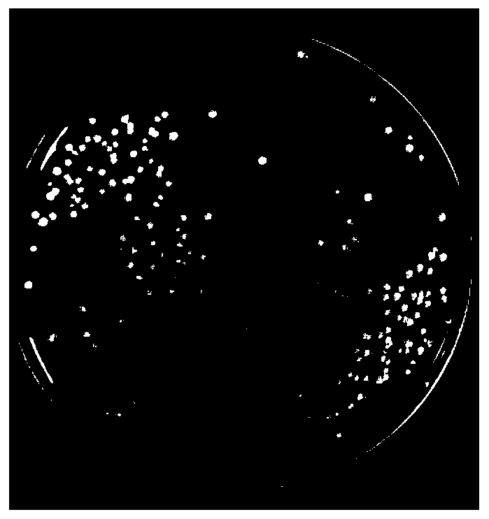 Acetobacter pasteurianus strain, microbial inoculum, application thereof and preparation method of edible vinegar