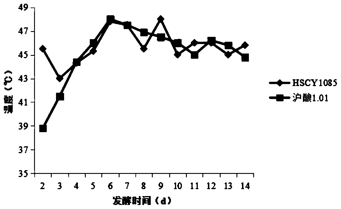 Acetobacter pasteurianus strain, microbial inoculum, application thereof and preparation method of edible vinegar