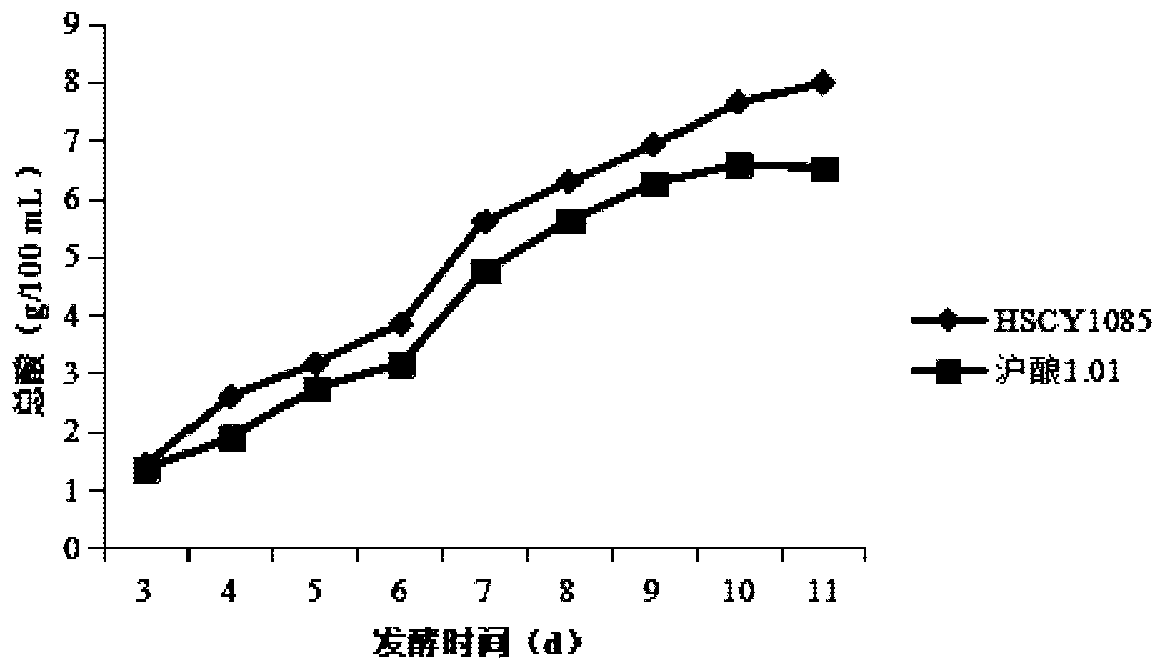 Acetobacter pasteurianus strain, microbial inoculum, application thereof and preparation method of edible vinegar