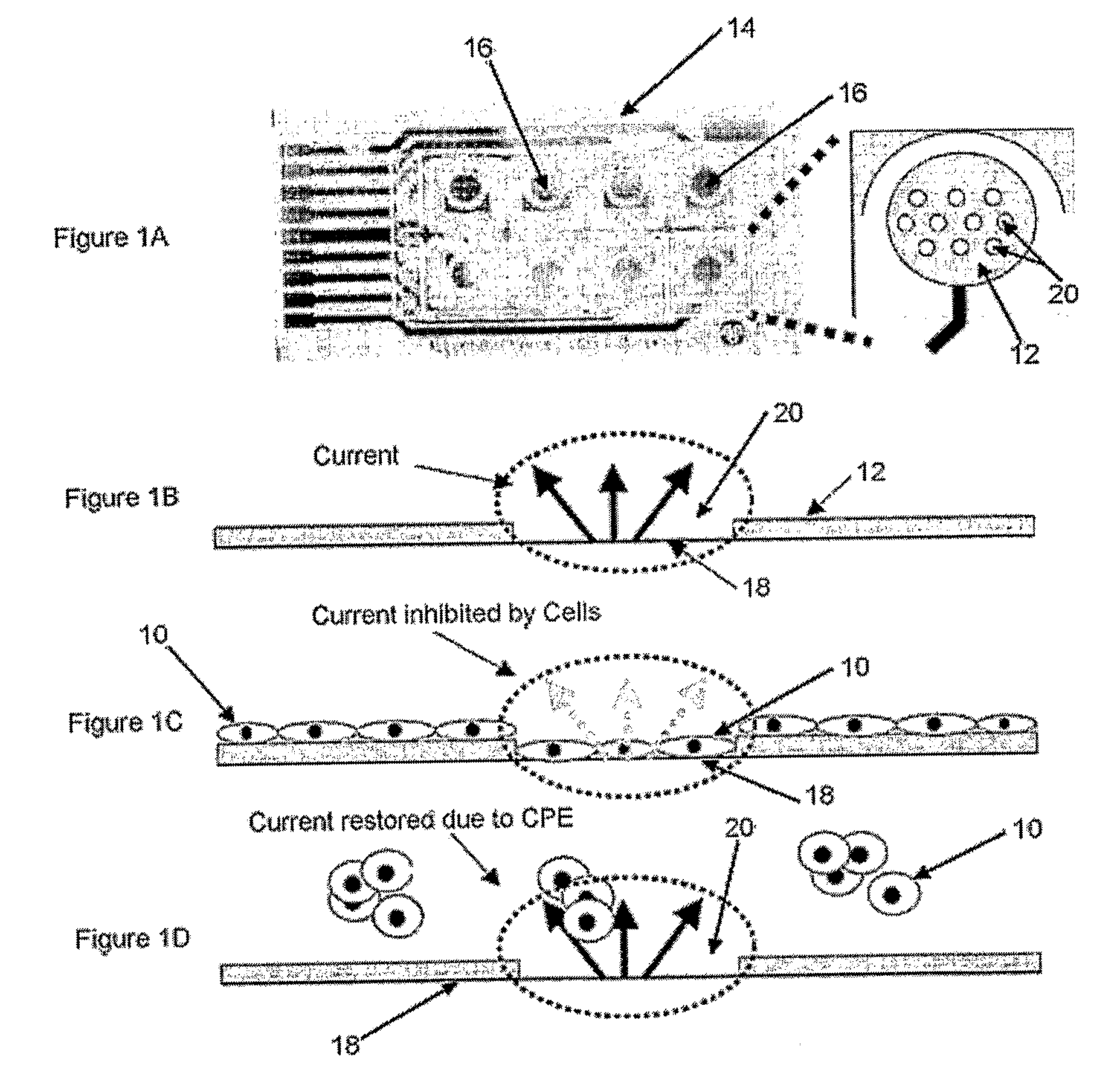 Method for Measuring Cytopathic Effect Due to Viral Infection in Cells Using Electric Cell-Substrate Impedance Sensing