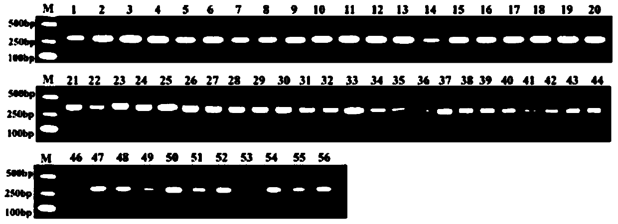 A method for quickly distinguishing columnar apple seedlings using DNA molecular markers