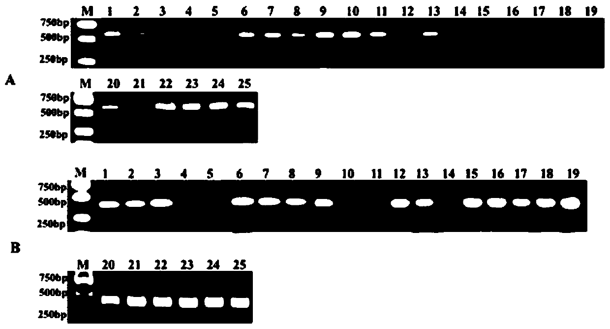 A method for quickly distinguishing columnar apple seedlings using DNA molecular markers