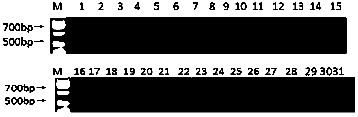 A method for quickly distinguishing columnar apple seedlings using DNA molecular markers