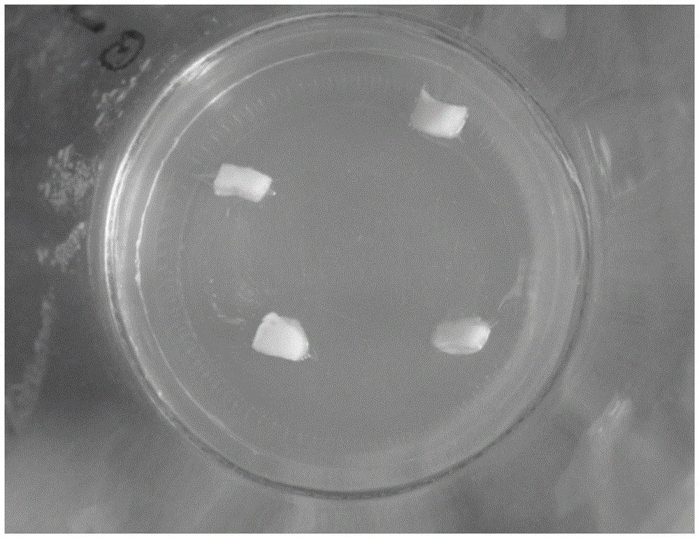 A method for inducing proliferation of fritillary fritillaria callus