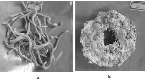 Method for culturing and obtaining cordyceps militaris sporophore by using yellow mealworm larvae as raw materials