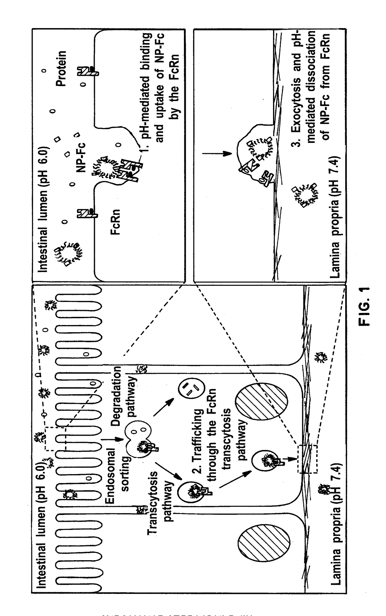 Receptor-targeted nanoparticles for enhanced transcytosis mediated drug delivery