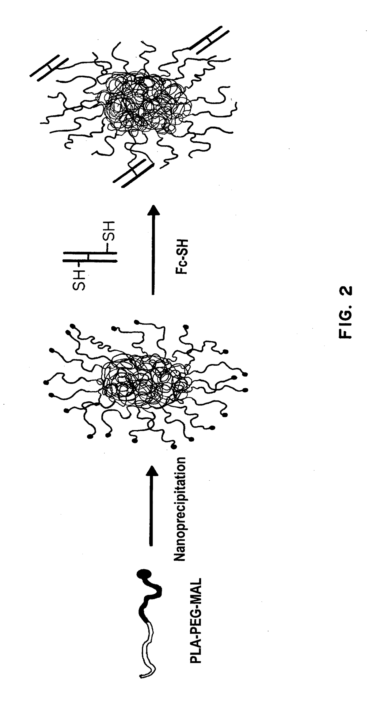 Receptor-targeted nanoparticles for enhanced transcytosis mediated drug delivery