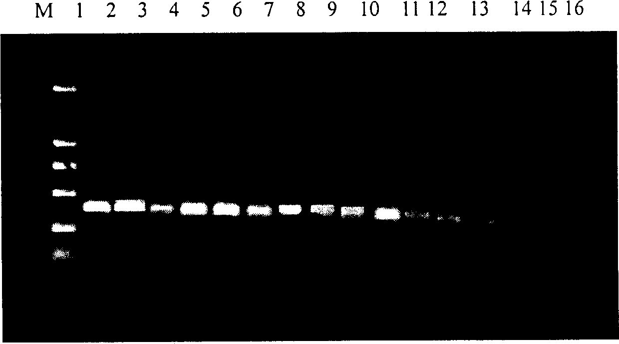 Detecting gene for tomato ulcer germs and detecting reagent case thereof