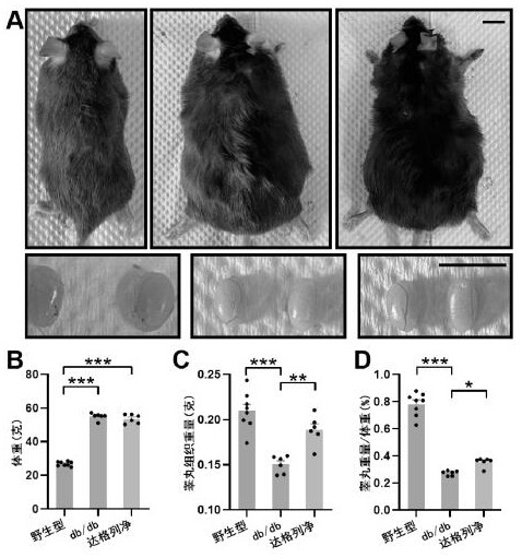 Application of dapagliflozin and analogue thereof in preparation of medicine for preventing and treating male reproductive dysfunction