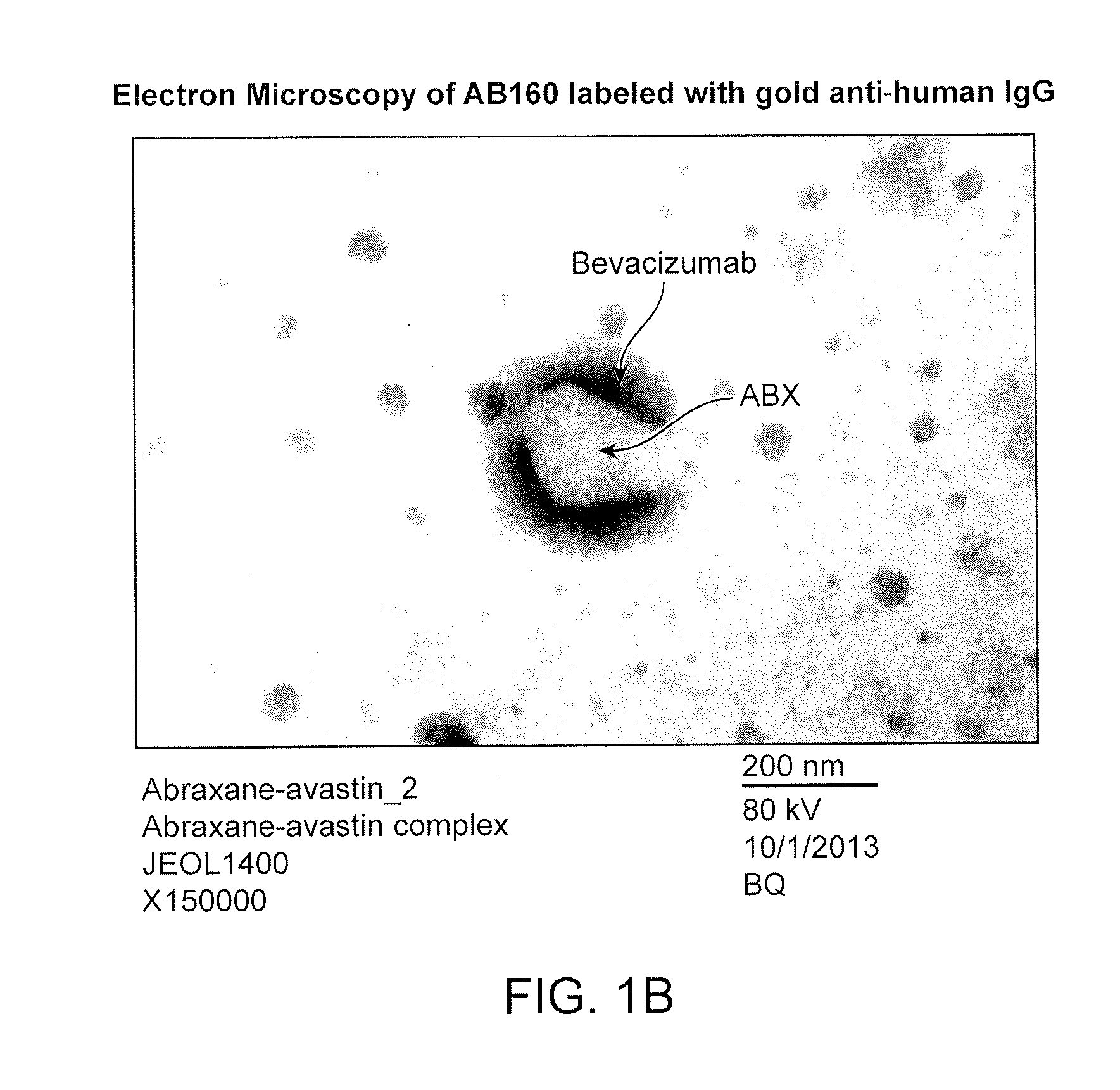 Carrier-antibody compositions and methods of making and using the same