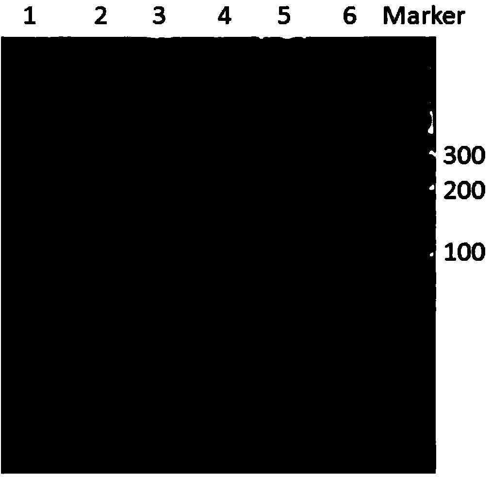 Primer for detecting MiR-34b/crs4938723 mutant, and application thereof in preparation of gastric cancer screening kit