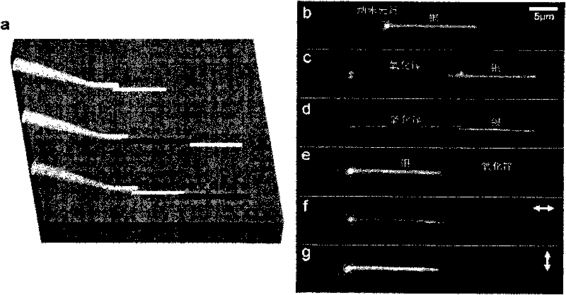 Composite guided wave structure formed by coupling metal nano lines, nano optical fiber and optical nano line