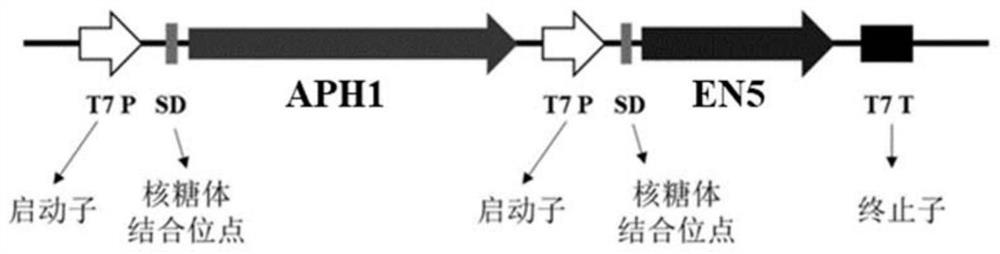 (S)-transaminase and application thereof