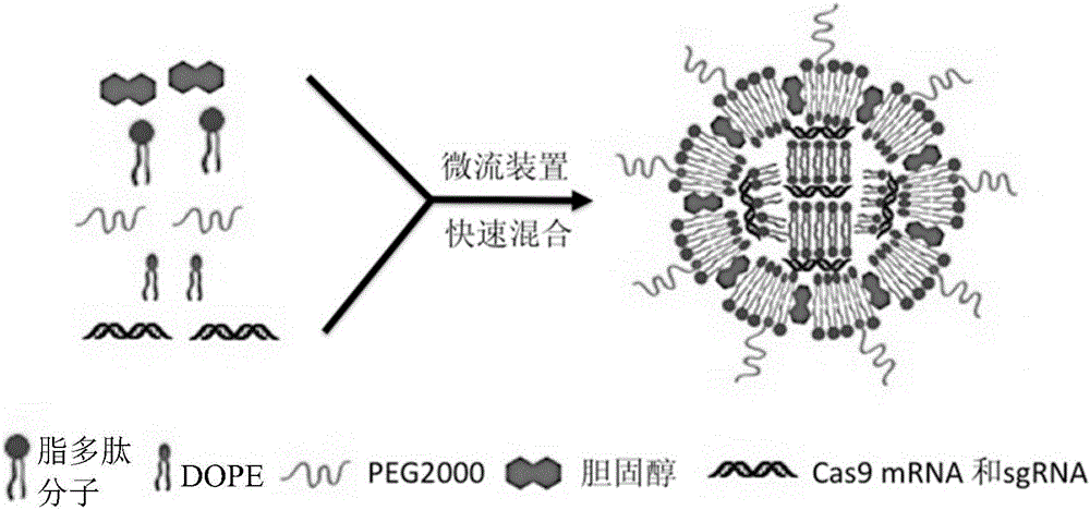 Delivery system resisting hepatitis B virus and biological preparation