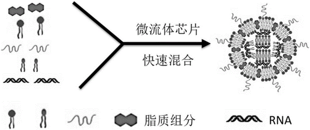 Delivery system resisting hepatitis B virus and biological preparation