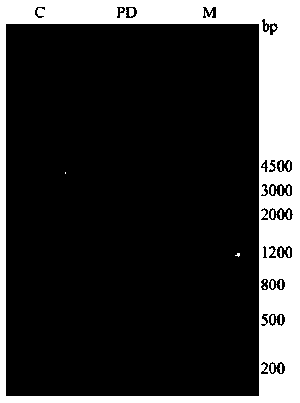 PPK2 protein, and application of PPK2 protein as polyacrylamide gel electrophoresis 35kd standard substance