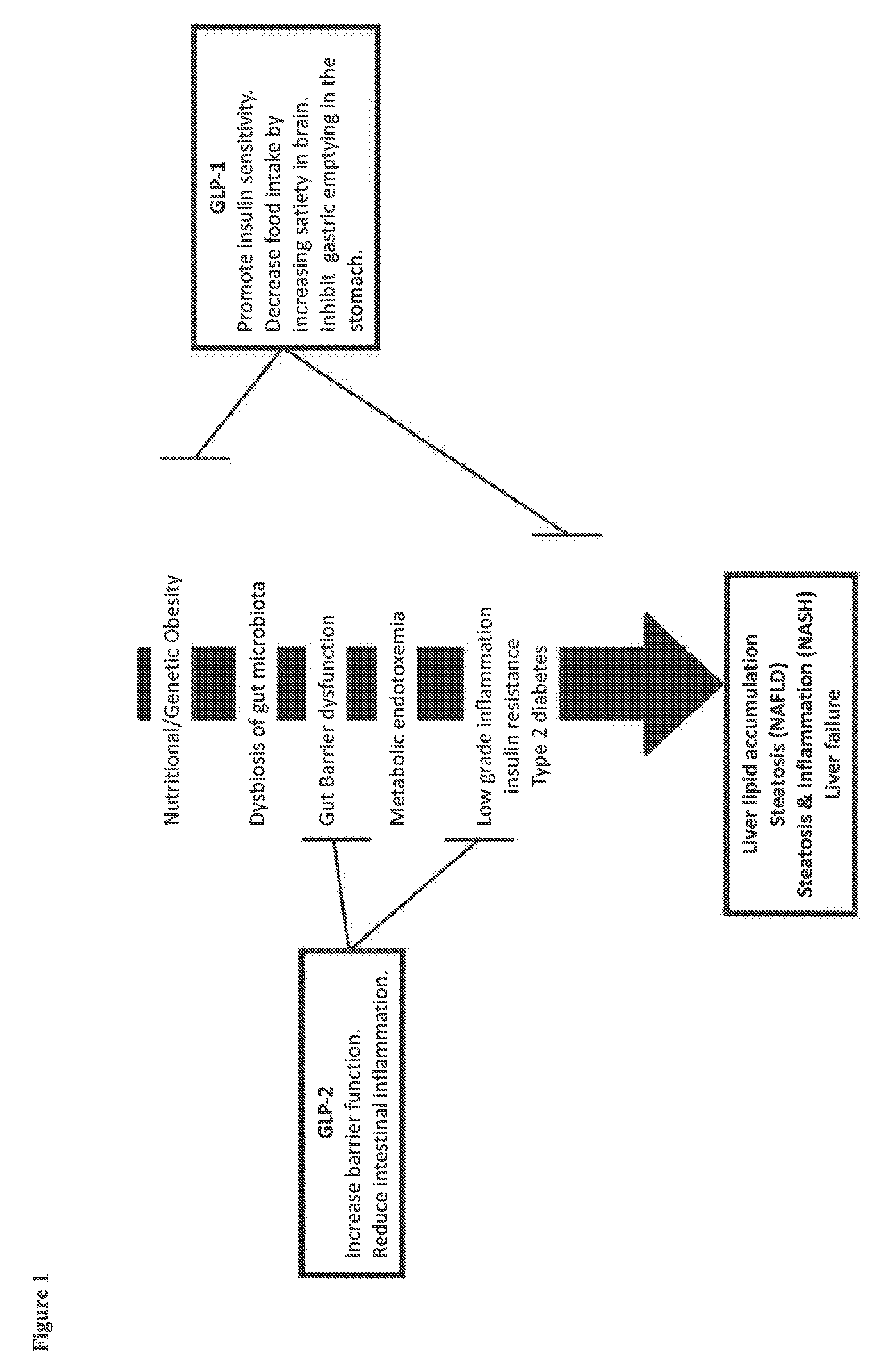 Glucagon-like-peptide-2 (glp-2) analogues