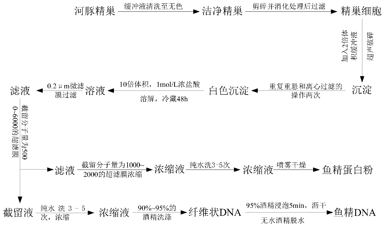 Extraction method of globefish testis milt components