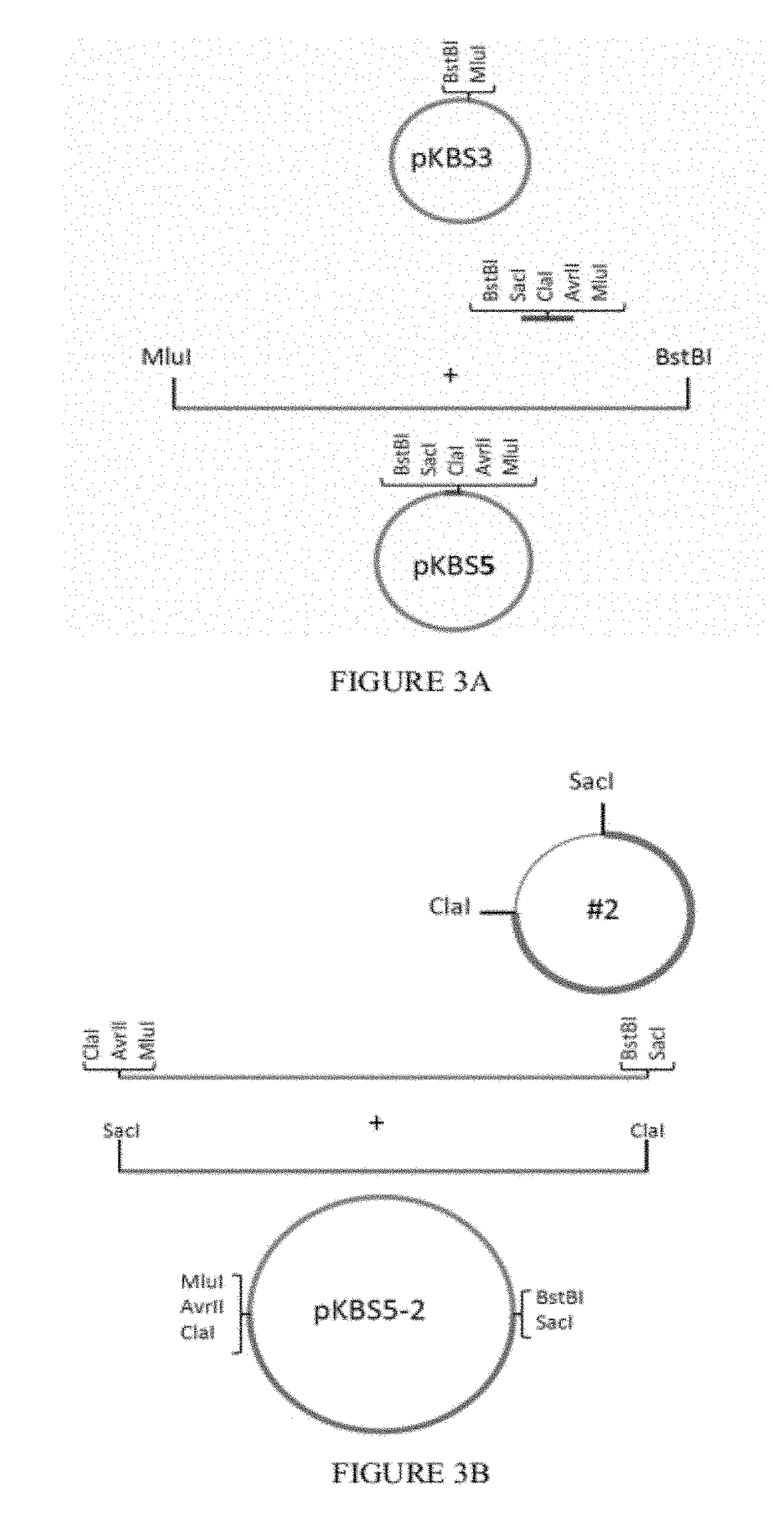 Respiratory syncytial virus expression vectors