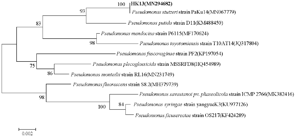 Alkalophilic and aerobic denitrifying bacteria and application thereof