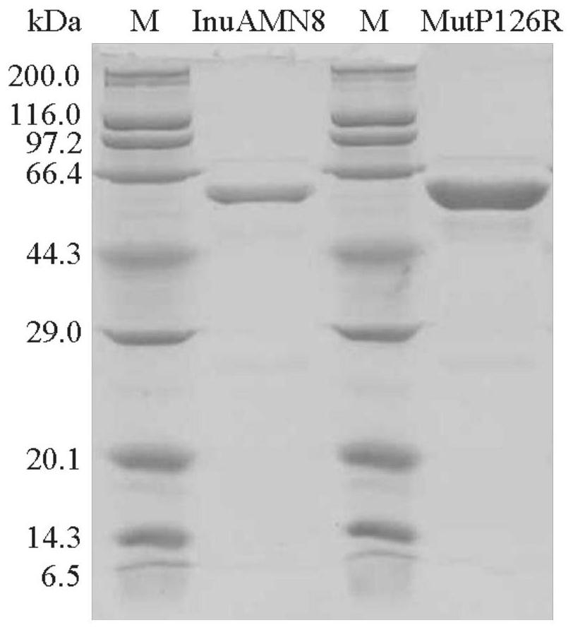 A low-temperature exo-inulinase mutant mutp126r stable at mesophilic temperatures