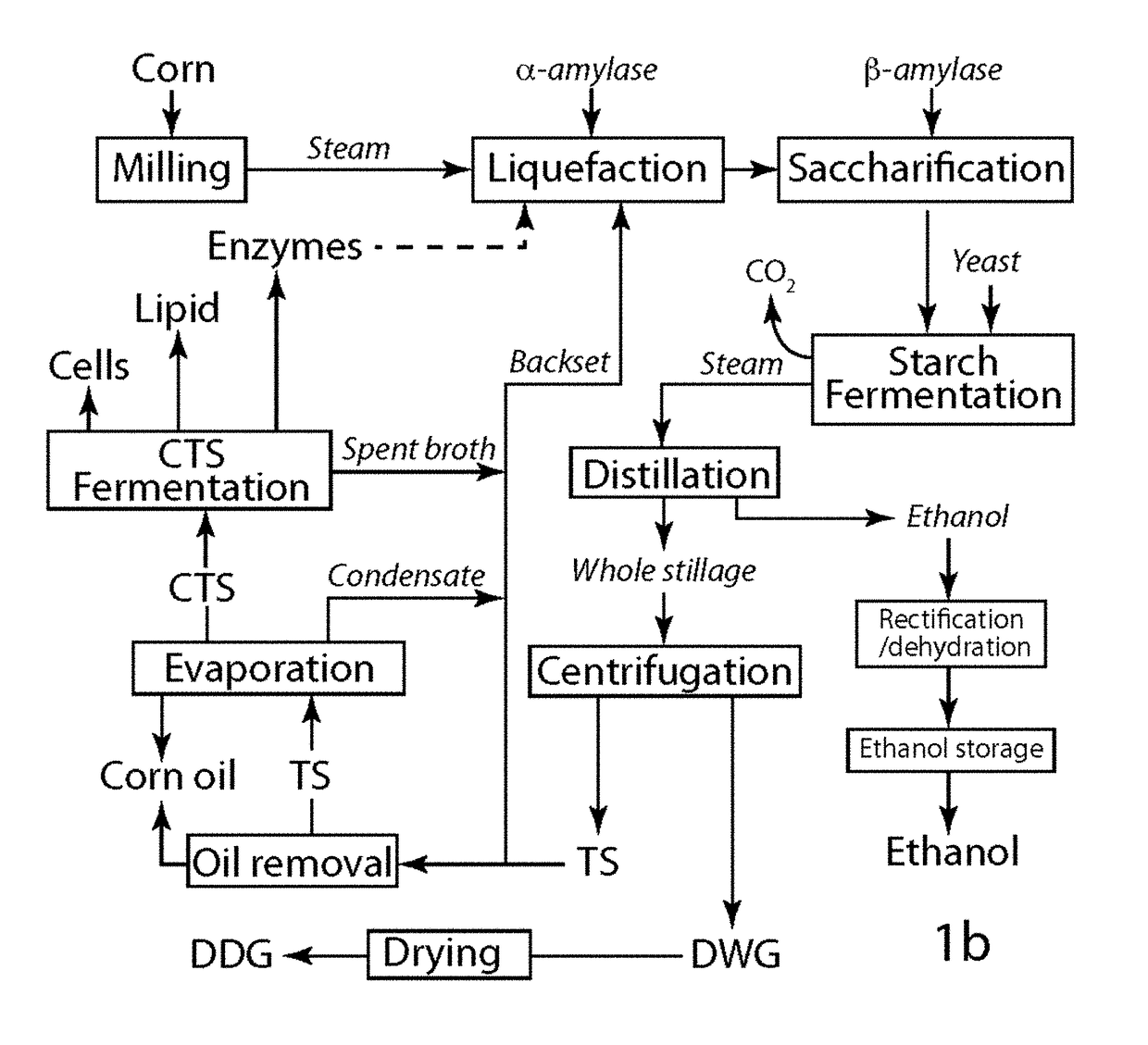 Compositions and methods for producing lipids and other biomaterials from grain ethanol stillage and stillage derivatives