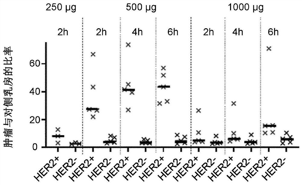 Visualization of HER2 expression in human patients