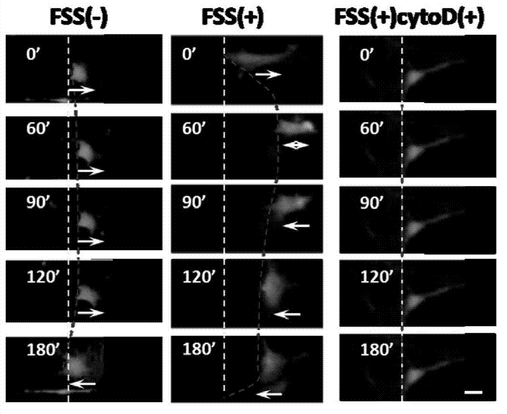 Study on in vivo fluid shearing force simulation cell behaviors on basis of microfluidic chip system