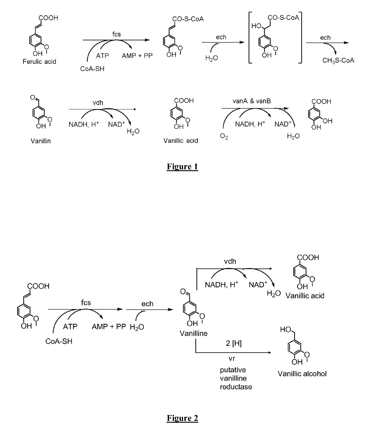 Microorganisms and methods for producing vanillin