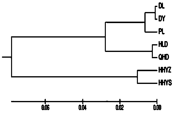 Microsatellite marker primers for portunus trituberculatus and application of primers