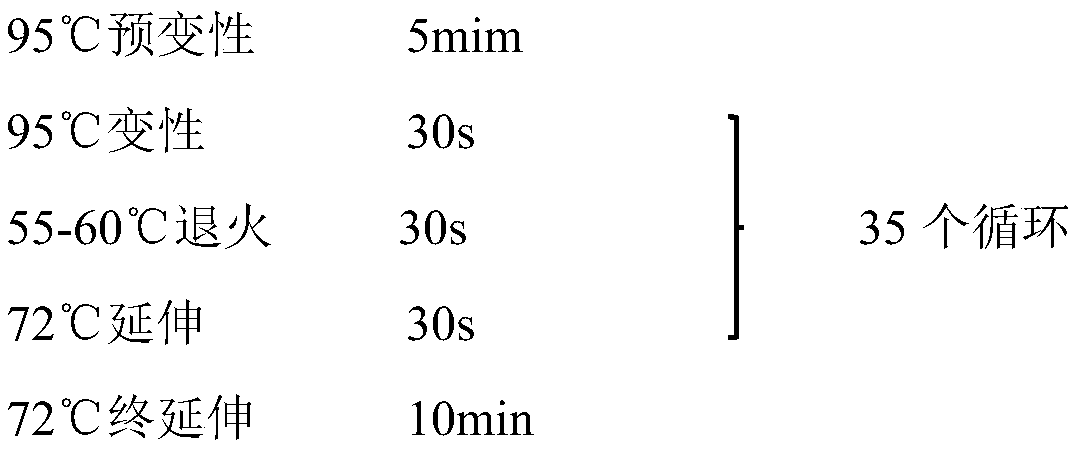 Microsatellite marker primers for portunus trituberculatus and application of primers