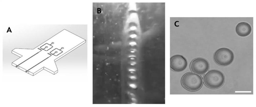 Preparation and application of injectable bone repair material capable of activating endogenous TGF beta1 in situ