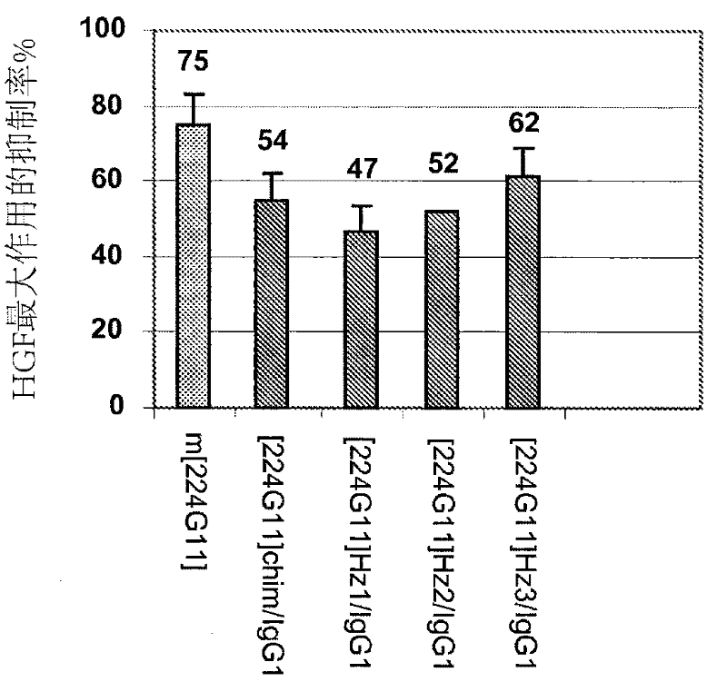 Anti-cmet antibody